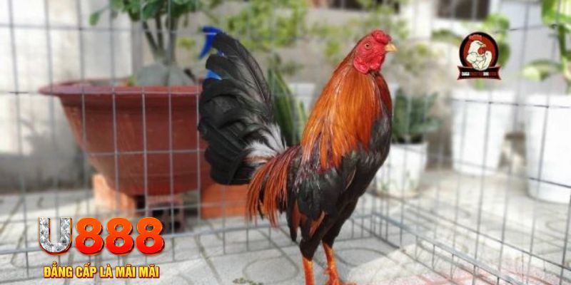 mb 666 casino máy tính
